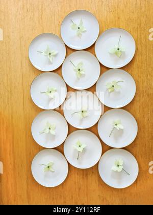 12 assiettes blanches disposées les unes à côté des autres comme un motif et photographiées d'en haut, chaque assiette est décorée d'une fleur de la plante de cornouiller Banque D'Images