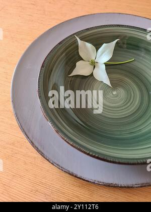 Une fleur de cornouiller blanche avec tige repose décorativement sur un bol vert avec soucoupe Banque D'Images