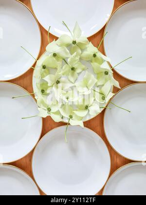 Une assiette blanche avec un rebord doré est décorée de façon festive avec les fleurs de la plante de cornouiller, les autres assiettes sont vides, préparation et décoration pour une célébration en été Banque D'Images