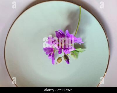 La fleur de cranesbill violette fleurie repose sur une plaque vert clair Banque D'Images