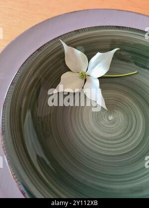 Une fleur de cornouiller blanche avec tige repose décorativement sur un bol vert avec une soucoupe lilas Banque D'Images