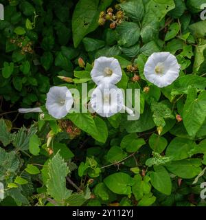 Fleurs de haie ligotée et mûres non mûres sur fond de feuilles Banque D'Images