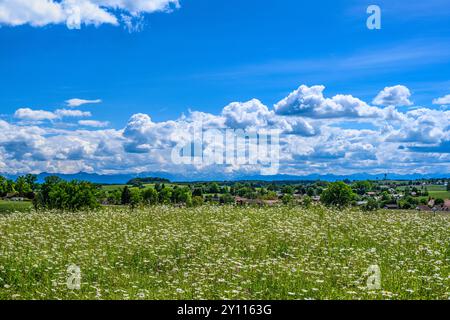 Allemagne, Bavière, district de Starnberg, Berg, district de Farchach, Frühlingswiese Banque D'Images