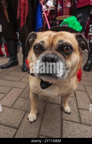 Angleterre, Sussex de l'est, Hastings, Festival annuel de la Journée des pirates, Portrait de chien de compagnie habillé en costume de festival Banque D'Images