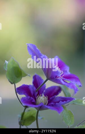 Clematis 'Justa', fleur violette, gros plan Banque D'Images
