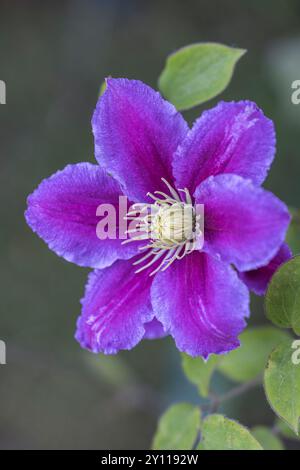 Clematis 'Justa', fleur violette, gros plan Banque D'Images