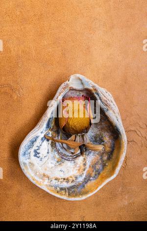 Ensemble décoratif de coquillages avec fleur sèche, fanée, nature morte florale, coquille, rose, artistique Banque D'Images