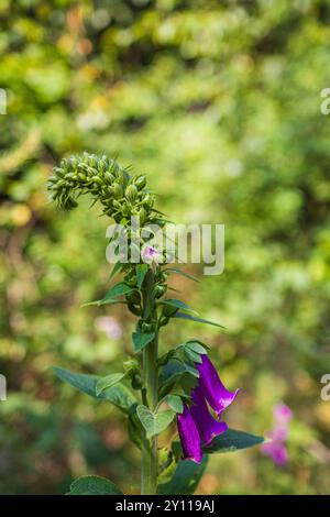 Floraison, foxglove rouge de croissance sauvage dans la forêt, Digitalis purpurea Banque D'Images