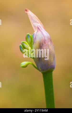 Lis ornemental 'Northern Star' (Agapanthus), gros plan Banque D'Images