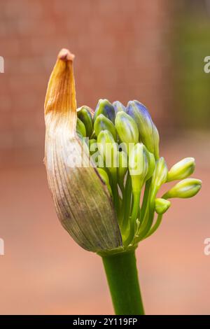 Lis ornemental 'Northern Star' (Agapanthus), gros plan Banque D'Images