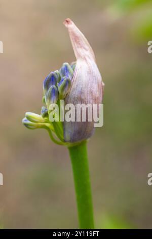 Lis ornemental 'Northern Star' (Agapanthus), gros plan Banque D'Images