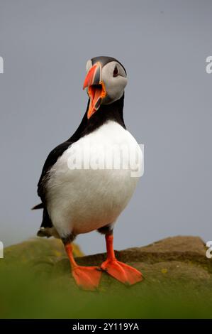 Macareux (Fratercula arctica) sur une falaise à Latrabjarg, falaises d'oiseaux dans le nord-ouest de l'Islande, Islande Banque D'Images