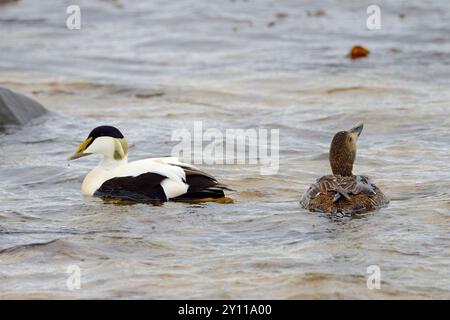 Couple de canards eider (Somateria mollissima) sur la côte sud de la péninsule de Snaefellsnes, Islande Banque D'Images