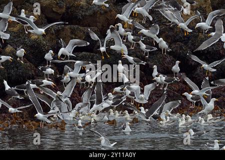 Grands goélands à dos noir (Larus marinus), goélands argentés (Larus graellsii) et fulmars (Fulmarus glacialis), péninsule de Snaefellsnes, Islande Banque D'Images