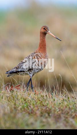 Sous-espèce islandaise de divinité à queue noire (Limosa limosa islandica), oiseau sous la pluie dans l'herbe, Islande Banque D'Images