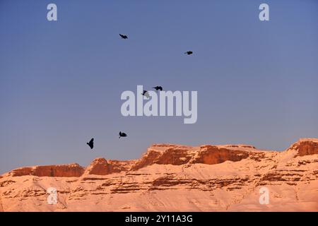 Les vautours volants (Corvus albicollis) à Morning alpenglow, Drakensberg, parc national du château des géants, Natal, Afrique du Sud Banque D'Images