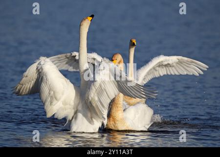 Accouplement des cygnes du Whooper sur leurs aires d'hivernage dans le parc national de Biebrza, Pologne, Banque D'Images