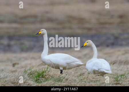 Couple de cygnes (Cygnus cygnus) dans la toundra islandaise, Islande Banque D'Images