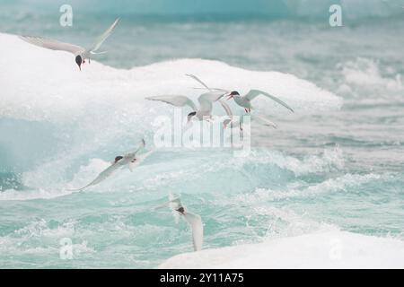 Sternes arctiques (Sterna paradisea) pêchant dans les vagues, Islande Banque D'Images