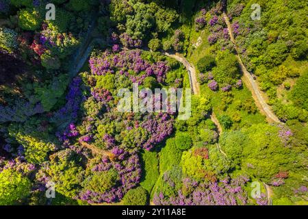 Vue aérienne de Conca dei Rododendri en pleine floraison dans la zone naturelle d'Oasi Zegna au printemps. Valdilana, Biella district, Piémont, Italie, Europe Banque D'Images