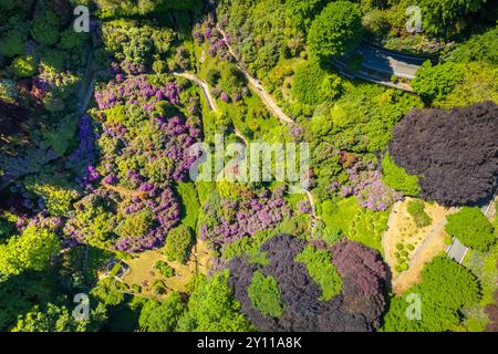 Vue aérienne de Conca dei Rododendri en pleine floraison dans la zone naturelle d'Oasi Zegna au printemps. Valdilana, Biella district, Piémont, Italie, Europe Banque D'Images