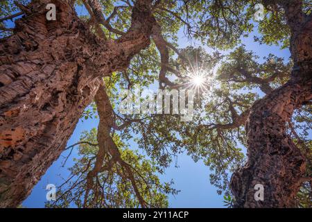 chêne-liège, vu d'en bas avec le soleil filtrant à travers les branches. Porto Vecchio, Corse-du-Sud, Corse, France Banque D'Images