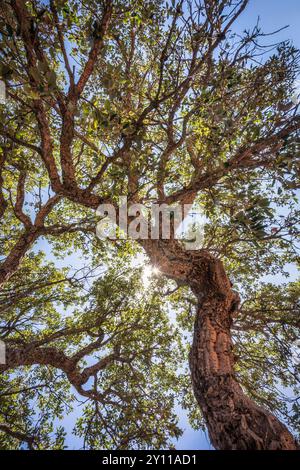 chêne-liège, vu d'en bas avec le soleil filtrant à travers les branches. Porto Vecchio, Corse-du-Sud, Corse, France Banque D'Images