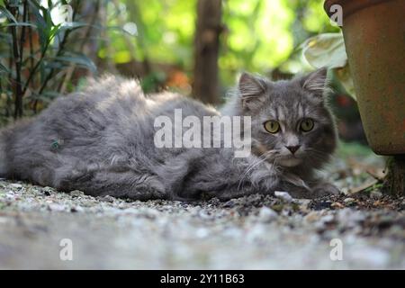 Un chat gris serein à fourrure moelleuse se détend sur du gravier à côté d'un pot en terre cuite, entouré d'une végétation luxuriante dans un fond doux. Banque D'Images