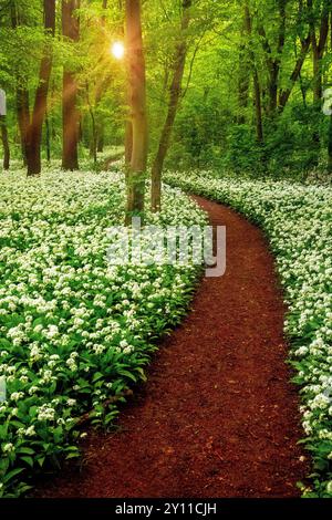 Ail sauvage, printemps, forêt, fleurs, coucher de soleil, soleil, Leipzig, Saxe, Allemagne Banque D'Images