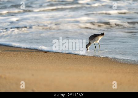 Willet ou Sanderling à la recherche de nourriture sur une plage Nags Head dans les Outer Banks de Caroline du Nord Banque D'Images