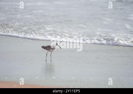 Willet ou Sanderling à la recherche de nourriture sur une plage Nags Head dans les Outer Banks de Caroline du Nord Banque D'Images