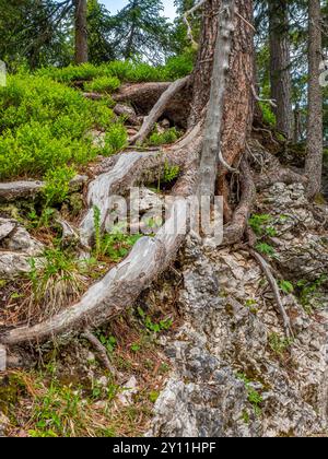 PIN suisse près du Glatsch Alm dans le parc naturel de Puez-Geisler, vallée de Villnöss, Villnöss, Villnösstal, province de Bolzano, haut Adige, Tyrol du Sud, Alpes, Dolomites, Parc naturel de Puez-Geisler, Trentin-Tyrol du Sud, Italie, Italie Banque D'Images