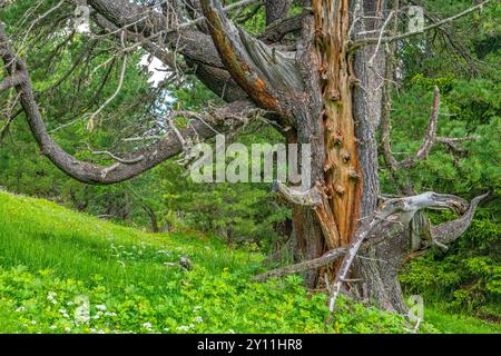 PIN suisse près du Glatsch Alm dans le parc naturel de Puez-Geisler, vallée de Villnöss, Villnöss, Villnösstal, province de Bolzano, haut Adige, Tyrol du Sud, Alpes, Dolomites, Parc naturel de Puez-Geisler, Trentin-Tyrol du Sud, Italie, Italie Banque D'Images