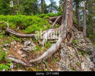 PIN suisse près du Glatsch Alm dans le parc naturel de Puez-Geisler, vallée de Villnöss, Villnöss, Villnösstal, province de Bolzano, haut Adige, Tyrol du Sud, Alpes, Dolomites, Parc naturel de Puez-Geisler, Trentin-Tyrol du Sud, Italie, Italie Banque D'Images