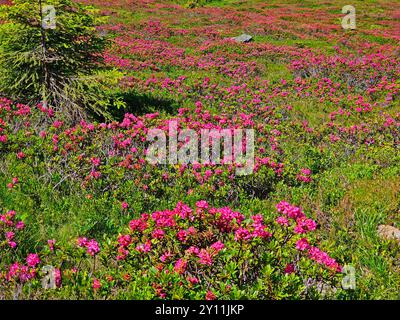 Roses alpines en fleurs sur le sentier panoramique de Krahberg via Zams à Wenns, Pitztal, Tyrol, Autriche, sentier de randonnée longue distance E5, traversée alpine d'Oberstdorf à Meran Banque D'Images