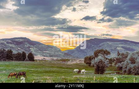 Photographie Blue Hour avec coucher de soleil sur les montagnes à Cody, Wyoming, montre des chevaux en train de paître sur des terres de ranch paisibles. Le ciel est rempli d'orange jaune. Banque D'Images