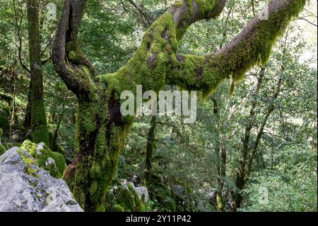 Albanie, péninsule balkanique, Europe du Sud-est, République d'Albanie, Albanie du Sud, col de Llogara, sentier Llogara- Qafa e Thelle- Maja e Thanasit, parc national de Llogara, forêt enchantée Banque D'Images