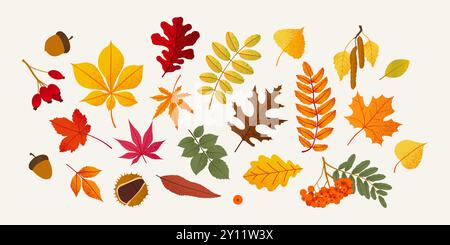 Ensemble de différentes feuilles d'automne. Illustration vectorielle à la mode Illustration de Vecteur