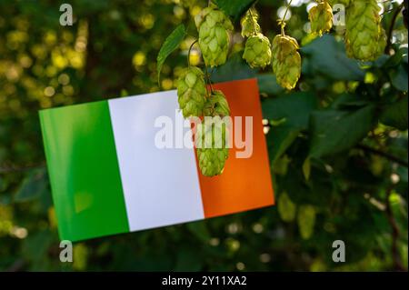 Houblon irlandais. Bière brassée ingrédient 2024 Banque D'Images