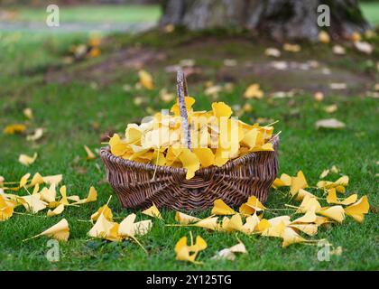 Panier rustique en osier plein de feuilles d'arbre de ginkgo jaune dans le jardin d'automne. Supplément nutritionnel ou concept de récolte. (Ginkgo biloba) Banque D'Images