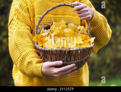 Jeune fille tenant un panier en osier plein de feuilles d'arbre de ginkgo jaune dans le jardin d'automne. Supplément nutritionnel ou concept de récolte. Banque D'Images