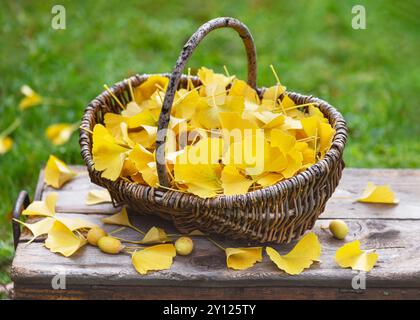 Récolte de feuilles de ginkgo jaune fraîches dans un panier en osier. Médecine alternative et homéopathie ou concept d'ingrédient alimentaire. (Ginkgo biloba) Copier l'espace. Banque D'Images