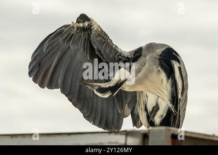 Grey Heron (Ardea cinerea) se preens à Schull, West Cork, Irlande. Banque D'Images