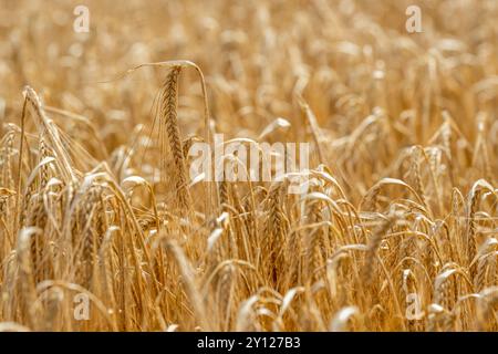 La variété d'orge de printemps 'Geraldine' attend d'être récoltée à Boxtown, West Cork, Irlande. Banque D'Images