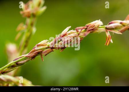 Jeune maïs vert, maïs, Zea mays sur le champ en été. Beaucoup de petites fleurs mâles composent l'inflorescence mâle, appelée pompon. Gros plan. Banque D'Images