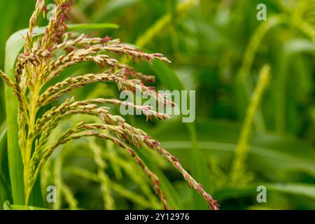 Jeune maïs vert, maïs, Zea mays sur le champ en été. Beaucoup de petites fleurs mâles composent l'inflorescence mâle, appelée pompon. Banque D'Images