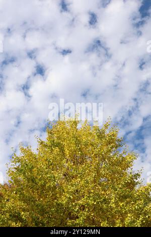 Ciel bleu et feuilles d'automne de l'arbre ginkgo Banque D'Images