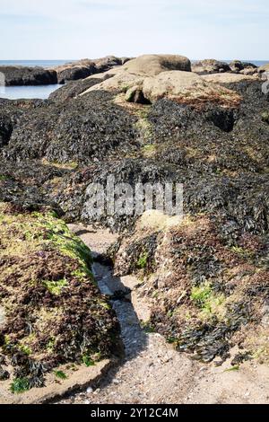 Plage le long de la côte de la Turballe en Bretagne en France Banque D'Images