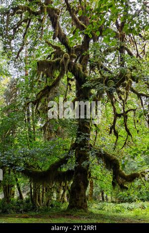 Des arbres couverts de mousse se dressent dans la luxuriante forêt pluviale de Hoh le long du sentier de randonnée Hall of Mosses dans le parc national Olympic, Washington Banque D'Images