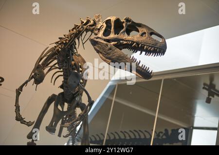 L'impressionnant squelette de dinosaure carnivore imposant dans l'exposition du musée d'histoire naturelle captive les visiteurs de tous âges. Majestueux prédateur préhistorique Banque D'Images